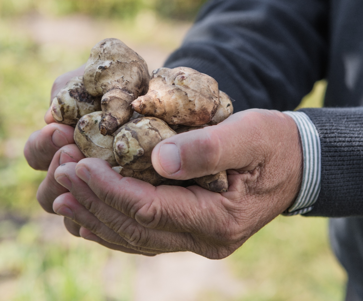 Fresh organic ginger sourced in Durban by Home Style Products
